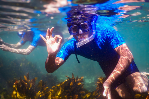 Wycieczka snorkelingowa: Odkryj imponujące życie morskie Sydney