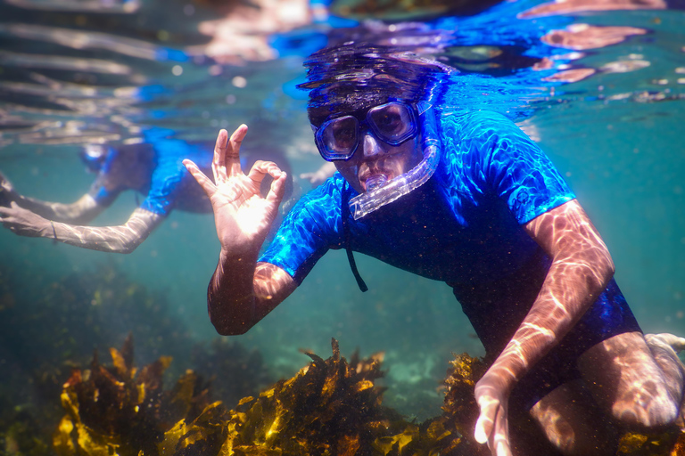 Excursion de plongée avec masque et tuba : Découvrez la vie marine impressionnante de Sydney