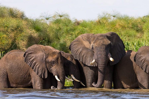 Entebbe: Safari w Parku Narodowym Murchison Falls 3 dni/2 noceEntebbe: Safari w rezerwacie przyrody Murchison Falls 3 dni/2 noce