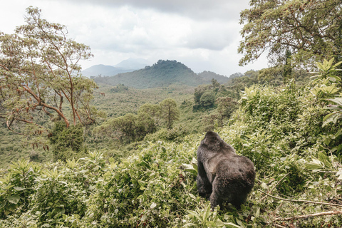3-day Rwanda Gorilla Trekking in the Volcanoes National Park