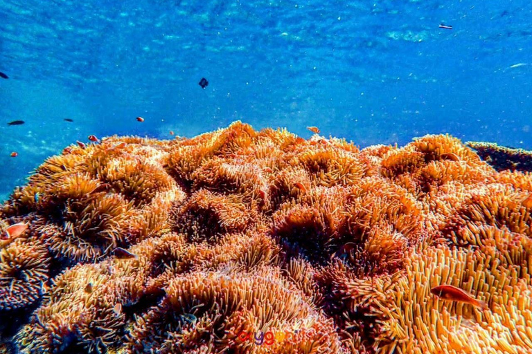 Koh Tao in a Day: Turtles, Hidden Reefs & Nangyuan Viewpoint