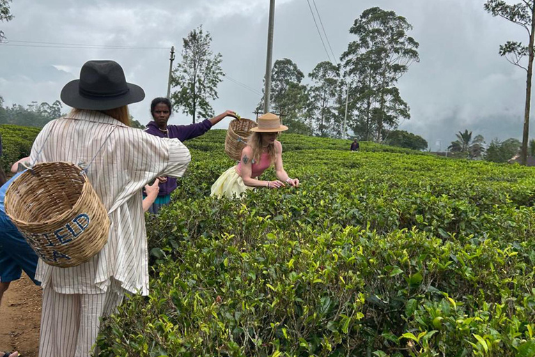 From Kandy to Nuwara Eliya & Moon Plains – Tuk‑Tuk Day Tour From Kandy: Moon Plains Highlands Viewpoint Experience