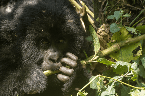 Rwanda: 7-Day Gorillas, Chimpanzees, and Cultural Safari