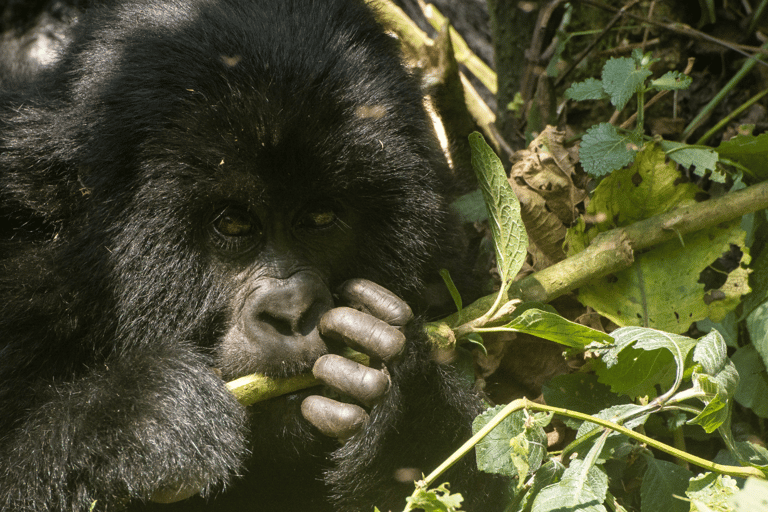 Rwanda: 7-Day Gorillas, Chimpanzees, and Cultural Safari