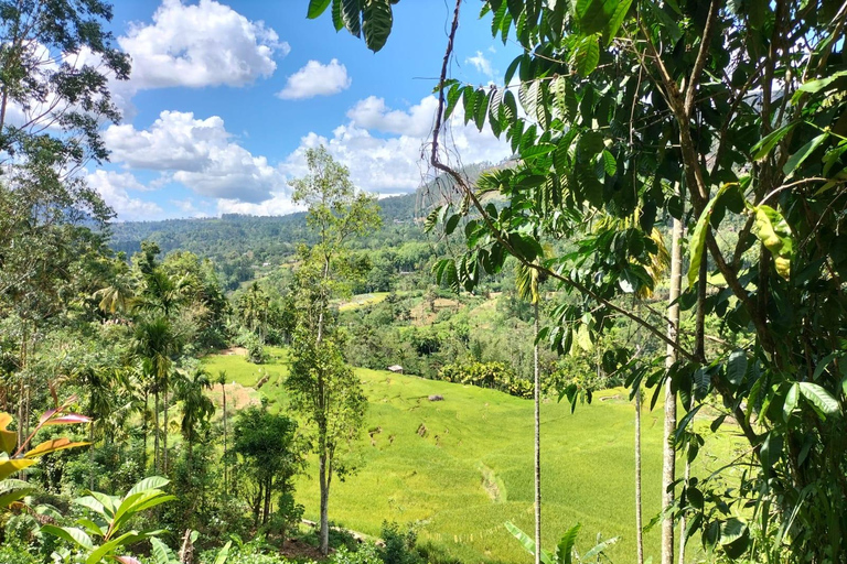 Pekoe Trail Stage 4 Guided Hike (Tawalantenne-Pundaluoya) From Hatton: Pekoe Trail Stage 4 Guided Hike