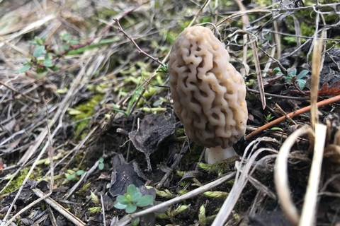 Sofia: Culinary Adventure To The Fungi And Botanical Kingdom