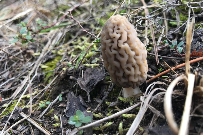 Sofia: Culinary Adventure To The Fungi And Botanical Kingdom