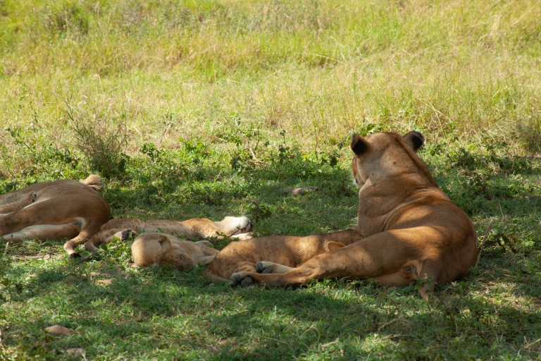Safari de 5 días en Serengeti, Ngorongoro y Lago Duluti