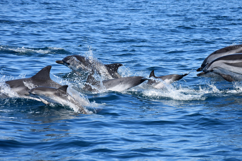 New: Into the Wild - 3H w/Marine Biologists - dolphins &more