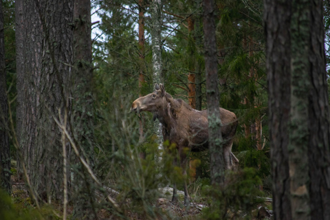 Safari nella natura con cena al fuoco da Helsinki