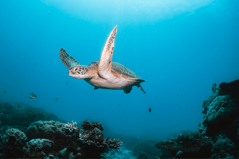 From Dubai: Discovery Scuba Diving for Beginners In Fujairah