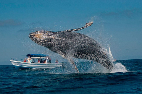 Punta Cana: Whale Watching und Bacardi Island Tagestour