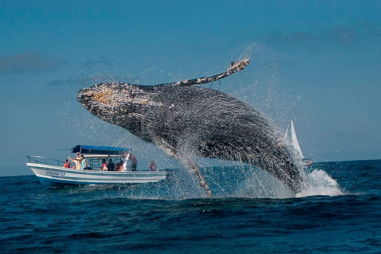 Punta Cana: Whale Watching and Bacardi Island Day Trip