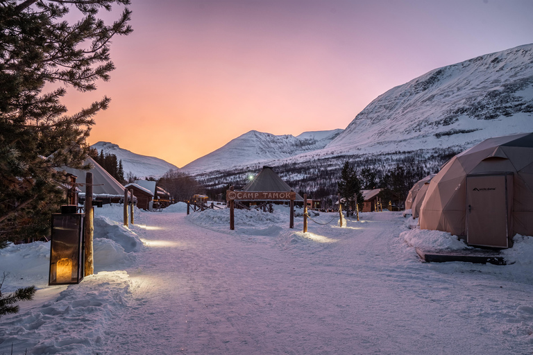 From Tromsø: Advanced Dog Sledding Tour at Camp Tamok Advanced Dog Sledding Tour: Daytime Departure