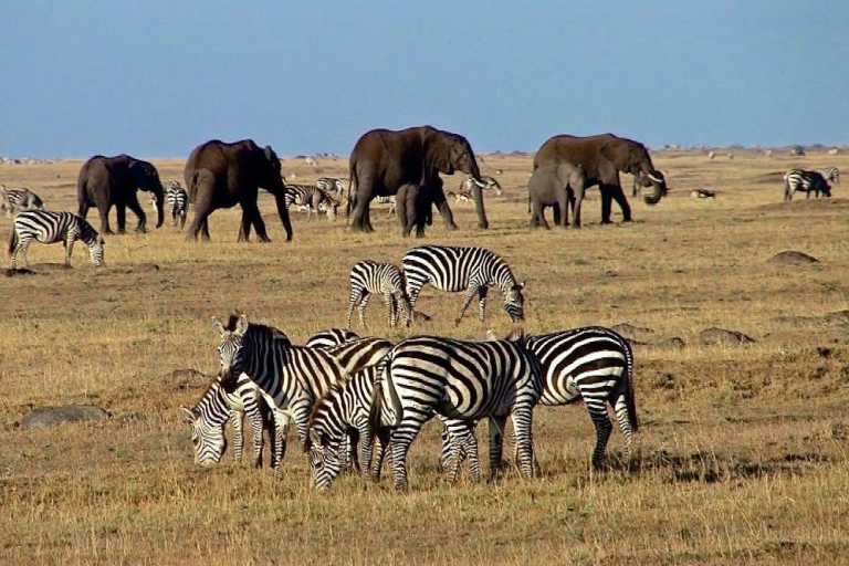 3 Tage Masai Mara Safari