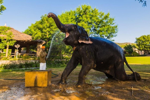 Jaipur: Amer fort, Hawa Mahal and Elefantastic Jaipur Tour