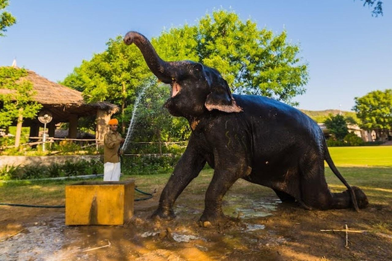 Jaipur: Amer fort, Hawa Mahal and Elefantastic Jaipur Tour