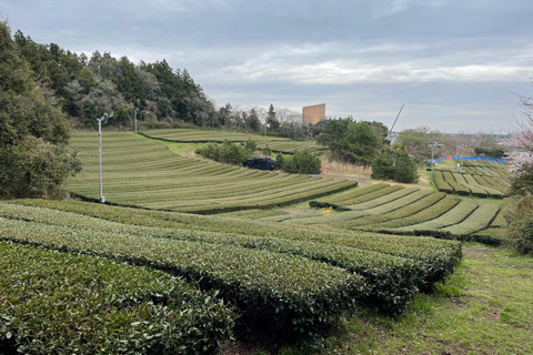 One-day tours of Jeju for cruise guests with certified guide