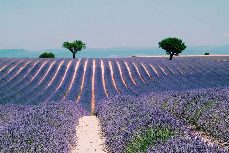 Provence, Vineyards & Lavender Fields Private Day Trip