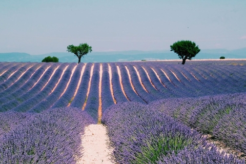 Excursion privée d'une journée en Provence et dans les champs de lavandeDepuis Nice : journée en Provence
