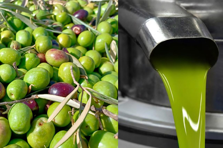 Depuis Malaga : Bus Tour à Ronda + LA Almazara EcoExperience Oleoturismo