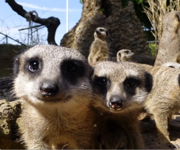 Leicestershire: Twycross Zoo Entry Ticket