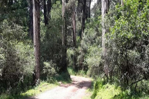 From Addis Ababa: Suba Menagesha Forest Hiking Day Trip