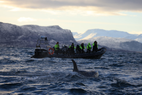 From Tromsø or Skjervøy: Whale Safari by RIB Boat From Skjervøy: Whale Safari by RIB Boat (NO TRANSFER)