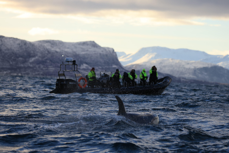 From Tromsø or Skjervøy: Whale Safari by RIB Boat From Skjervøy: Whale Safari by RIB Boat (NO TRANSFER)