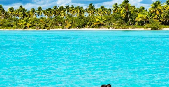 Punta Cana: Saona Island Catamaran Cruise with Lunch