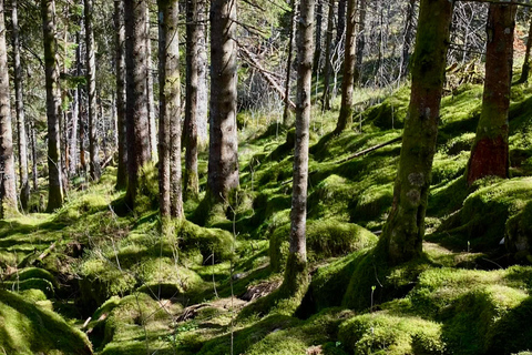 Bergen: Scenic Mountain Hike with Local Guide, Coffee&Snacks Bergen: Scenic Mountain Hike with LocalGuide, Coffee&Snacks