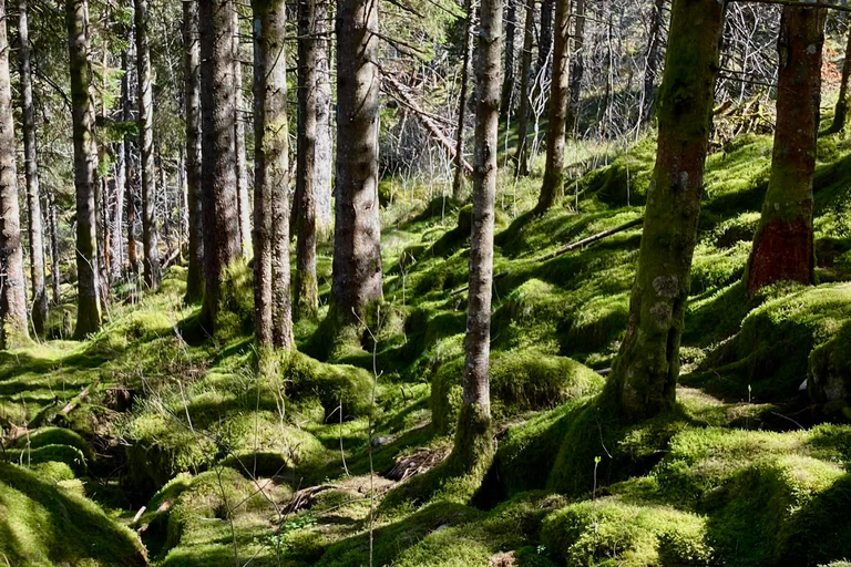 Bergen: Scenic Mountain Hike with Local Guide, Coffee&Snacks Bergen: Scenic Mountain Hike with LocalGuide, Coffee&Snacks