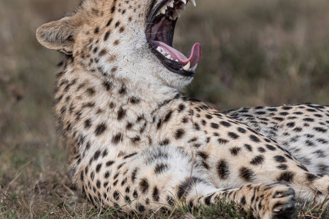 Nairobi: Safari de 3 dias em Maasai Mara com alojamento.AW