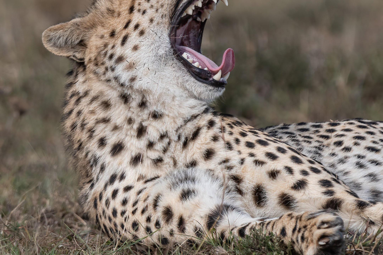 Nairobi: Safari de 3 dias em Maasai Mara com alojamento.AW