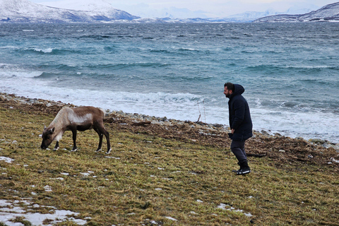 From Tromsø: Arctic Wildlife & Fjord Sightseeing Tour by Car From Tromsø: Arctic Fjord and Wildlife Tour by Car