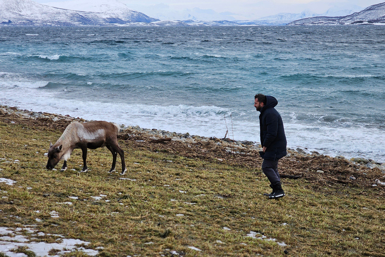 From Tromsø: Arctic Wildlife & Fjord Sightseeing Tour by Car From Tromsø: Arctic Fjord and Wildlife Tour by Car