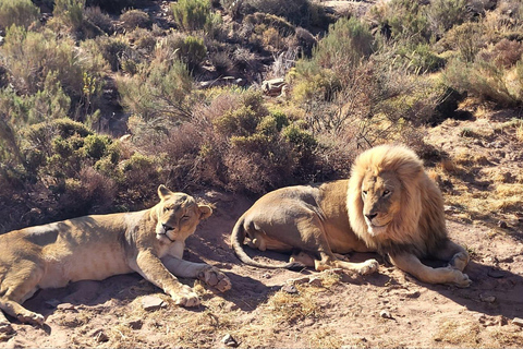 Cape Town: Aquila Game Reserve Safari with Buffet & Pickup