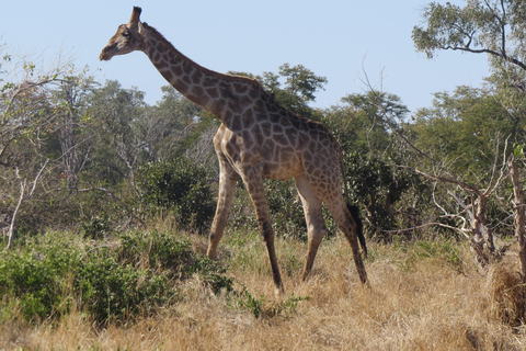 Victoria Falls: Hwange National Park Full-Day Safari
