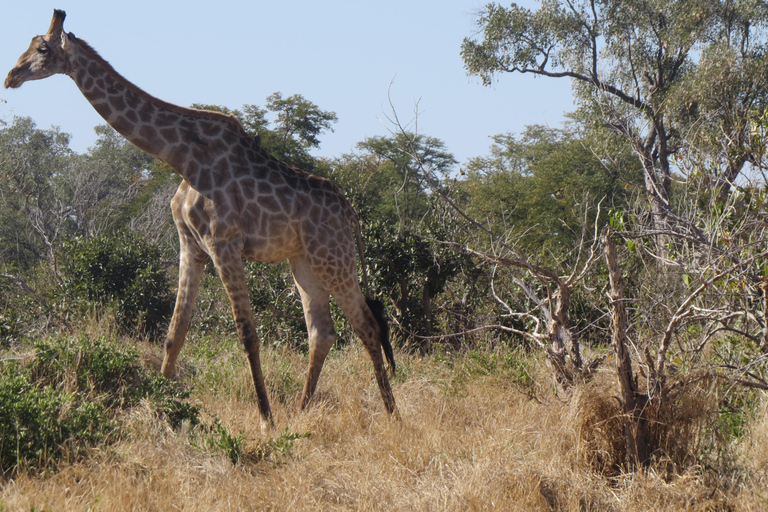Victoria Falls: Hwange National Park Full-Day Safari