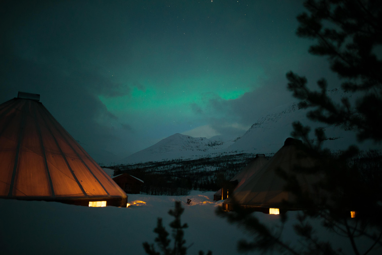 De Tromsø: Passeio noturno de trenó de rena no Camp Tamok