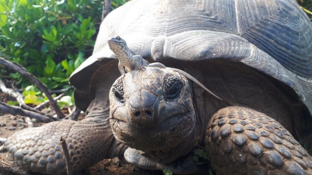 Visit Giant Aldabra Tortoise - Laviscount Island - Only ticket in English Harbour