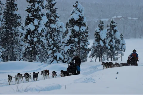 Kiruna: Morgonåkning med Husky-släde och kaffepaus