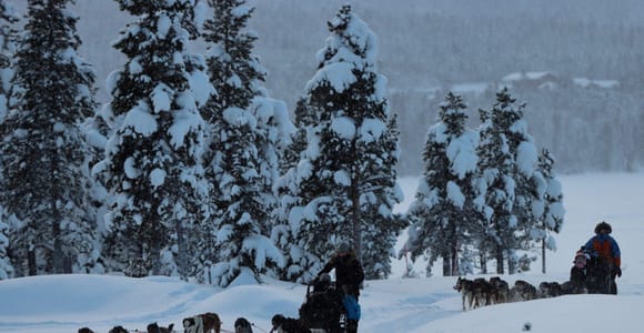 Kiruna: Morning Husky Sled Ride with Coffee Break