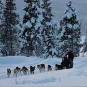 Kiruna : Promenade matinale en traîneau à huskies avec pause-café