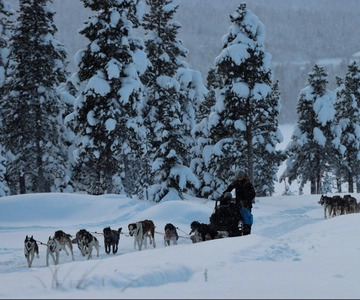 Kiruna: Morning Husky Sled Ride with Coffee Break