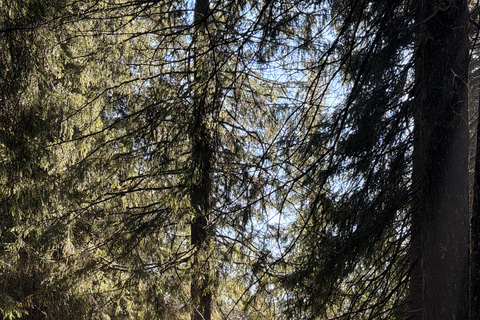 Oslo’s Most Beautiful Fjord Views - light hike version