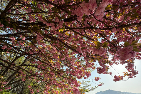 Gwangju: Private Customizable Tour to Jeonju, Damyang, Yeosu Jeonju one day tour