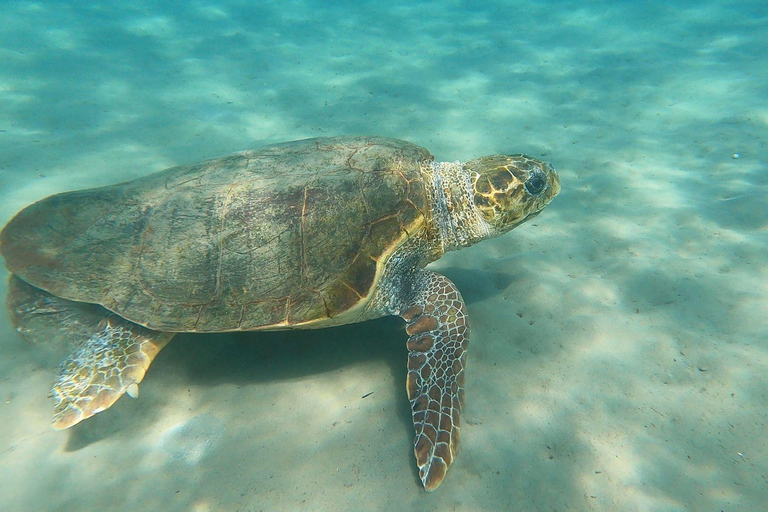 Zakynthos: Private Boat Cruise with Skipper or Self-Drive South with Captain:Turtles, Keri & Secret Caves