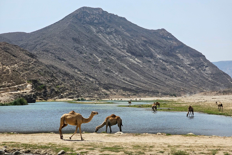 Discover West Salalah: Full-Day Tour by Safari Salalah Tours