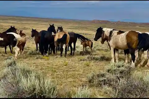 Cody: Red Canyon Wild Mustang Tour